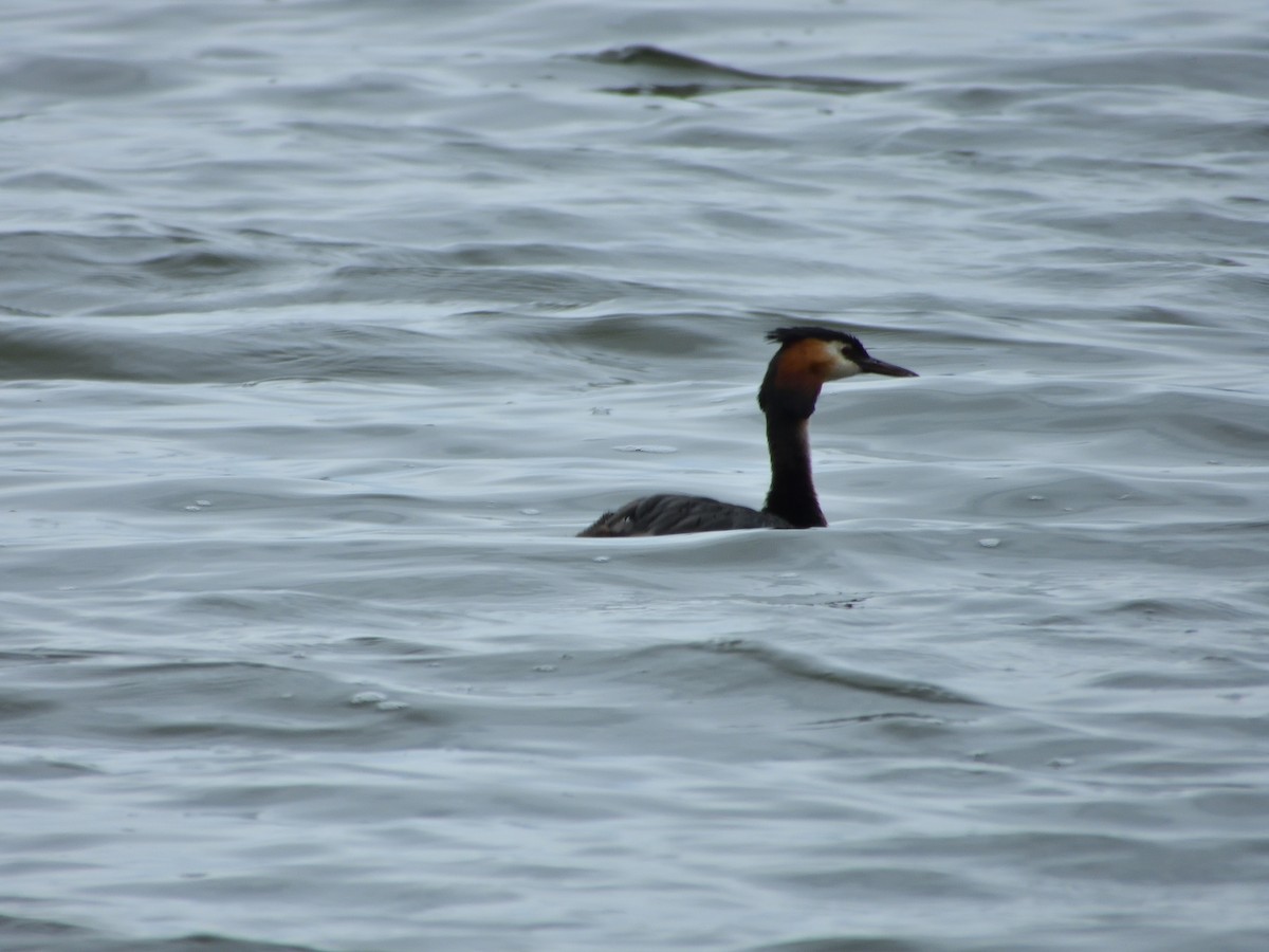 Great Crested Grebe - ML621875995