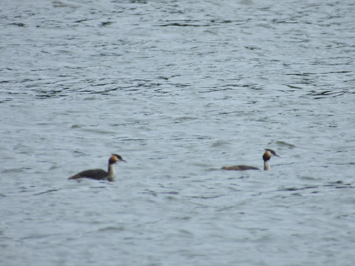 Great Crested Grebe - ML621875996