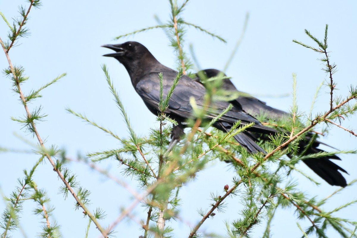 American Crow - ML621876003