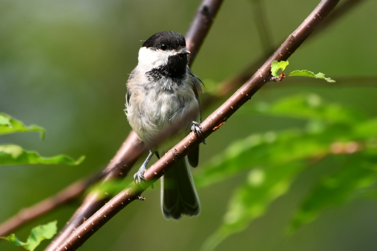 Black-capped Chickadee - ML621876012