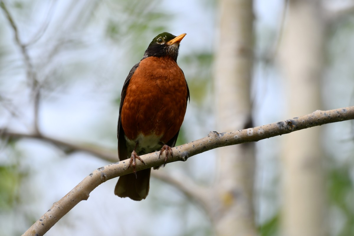 American Robin - ML621876014