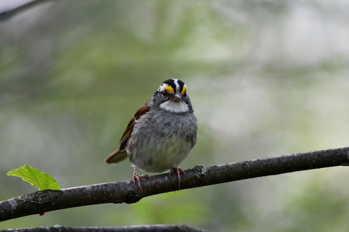 White-throated Sparrow - ML621876021