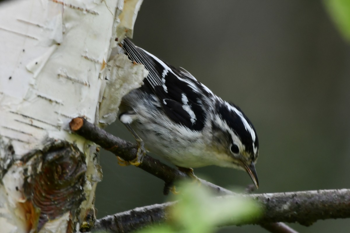 Black-and-white Warbler - ML621876023