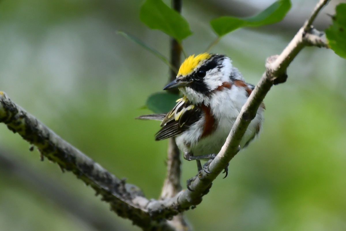 Chestnut-sided Warbler - Jean Aubé