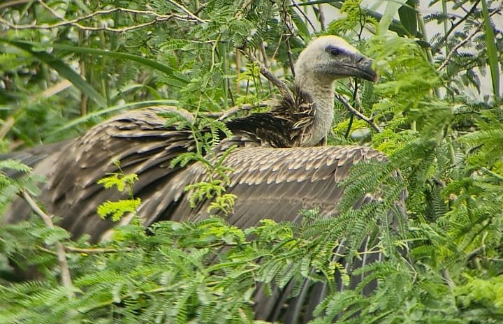 Indian Vulture - ML621876042