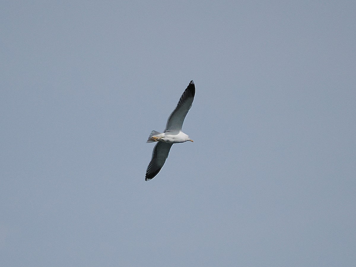 Gaviota Sombría - ML621876059