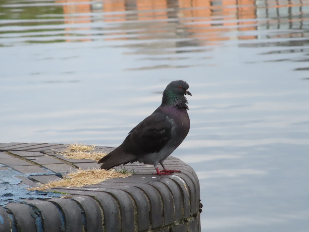 Rock Pigeon (Feral Pigeon) - ML621876064