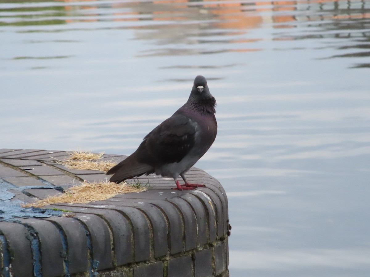 Rock Pigeon (Feral Pigeon) - ML621876065