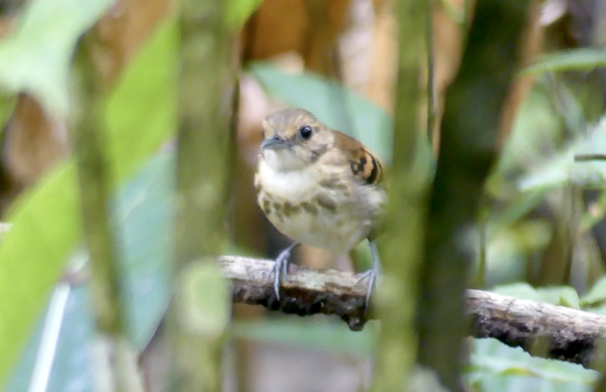 Spotted Antbird - ML621876086