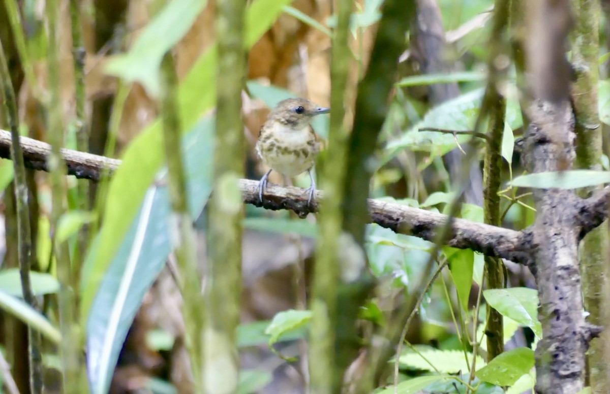 Spotted Antbird - ML621876090