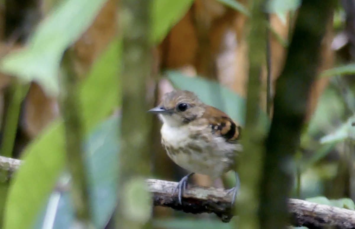 Spotted Antbird - ML621876096