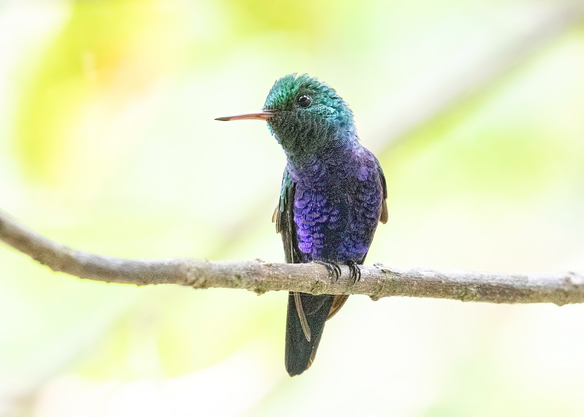 Violet-bellied Hummingbird - ML621876106