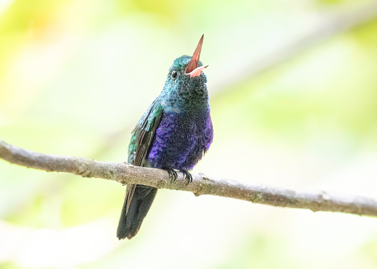 Violet-bellied Hummingbird - ML621876108