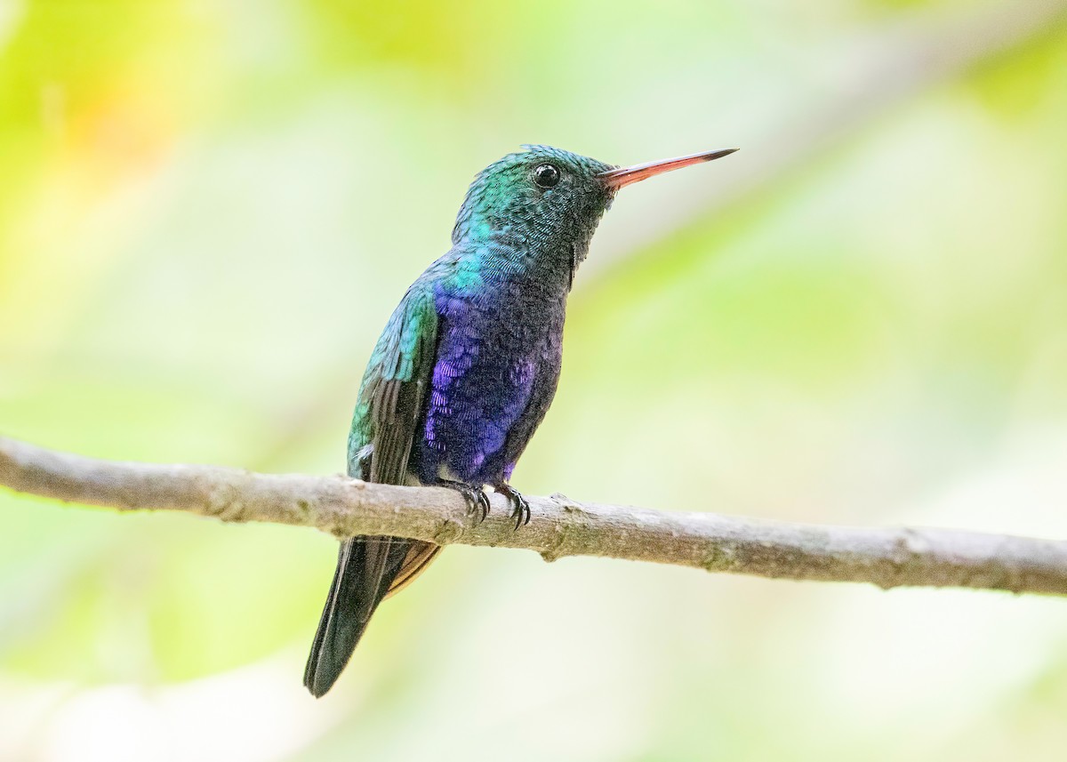 Violet-bellied Hummingbird - ML621876112