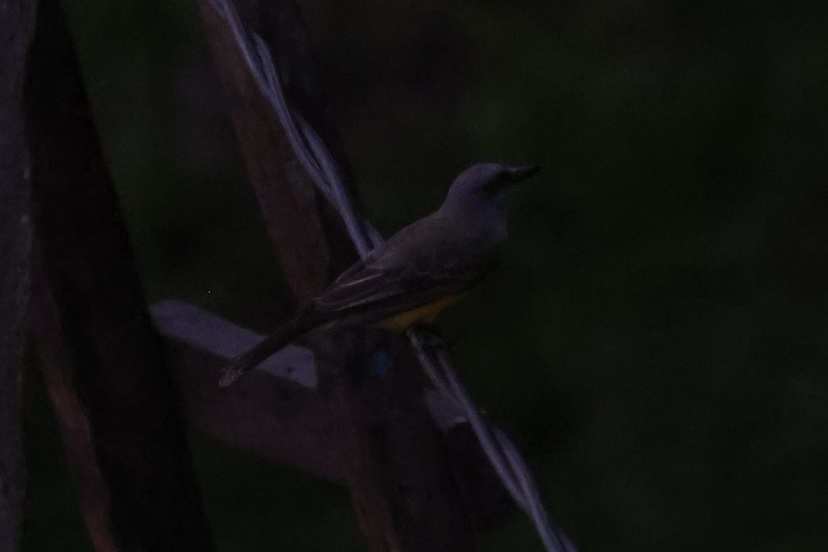 Tropical Kingbird - ML621876115