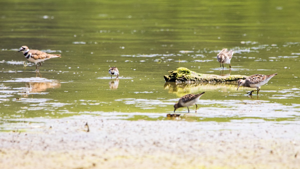 Pectoral Sandpiper - ML621876138