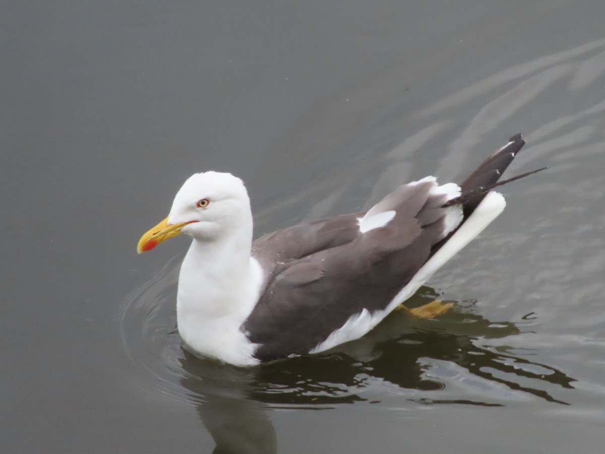 Gaviota Sombría - ML621876170