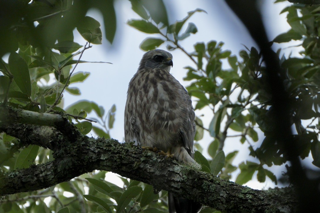 Mississippi Kite - ML621876175