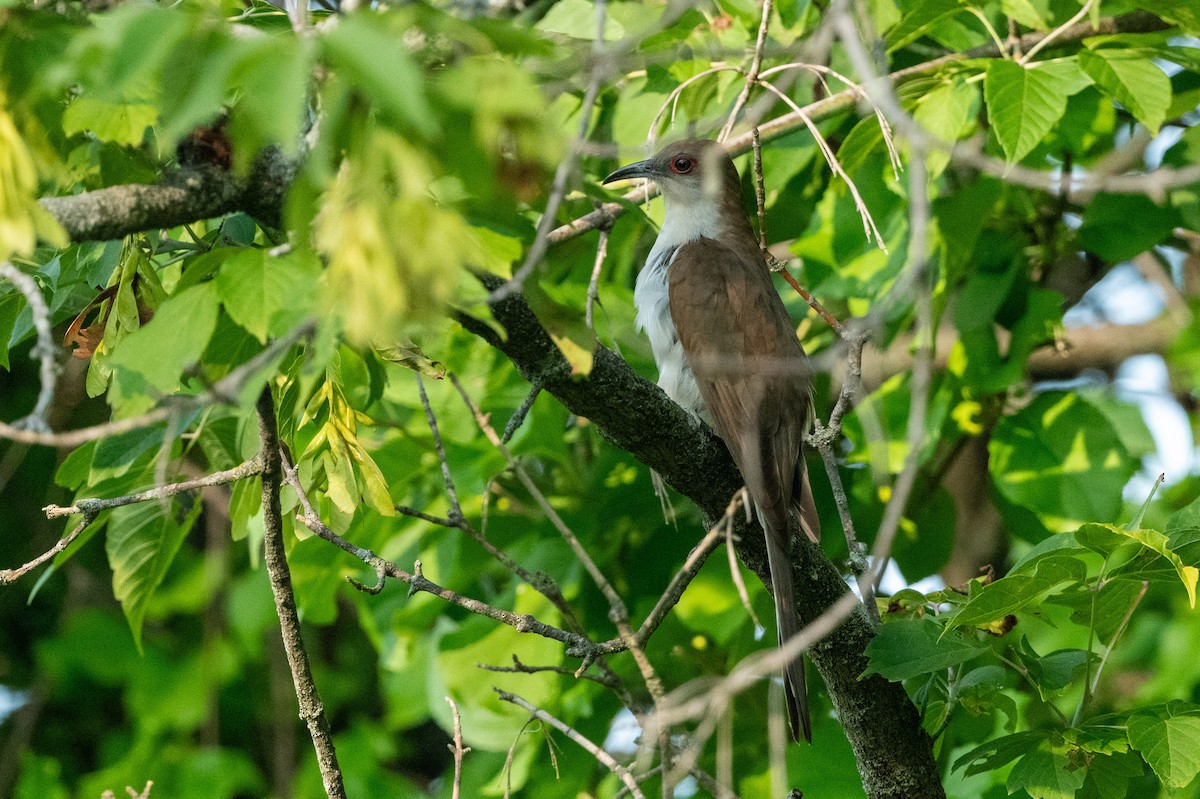 Black-billed Cuckoo - Coleen Lawlor