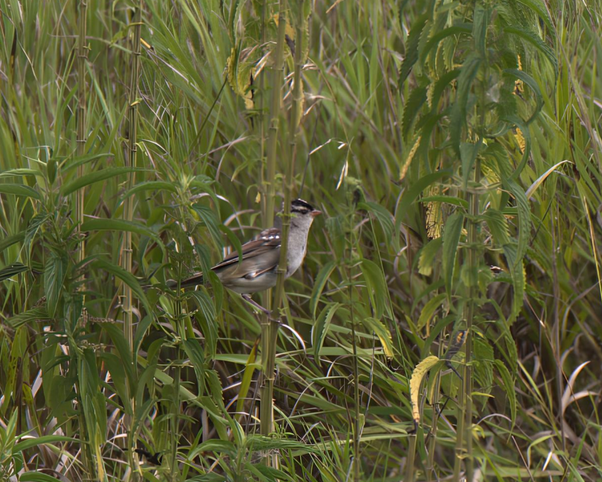 White-crowned Sparrow - ML621876180