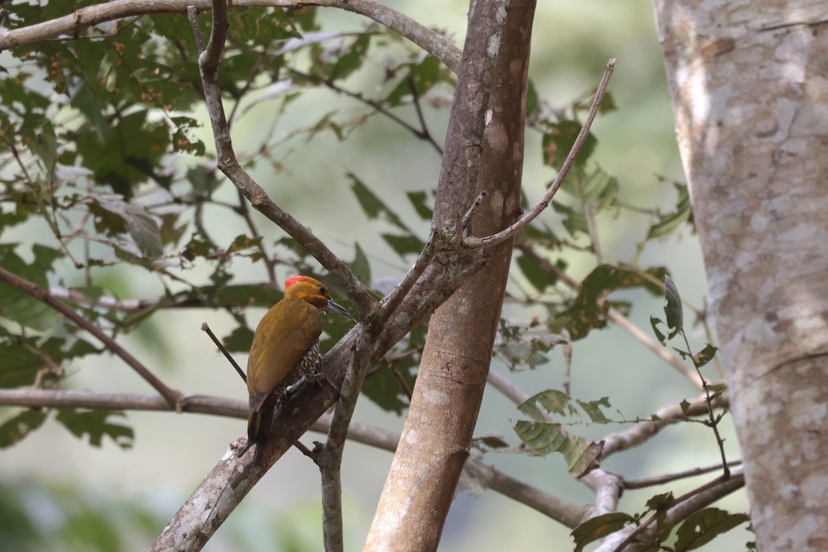 Carpintero Gorjiblanco - ML621876183