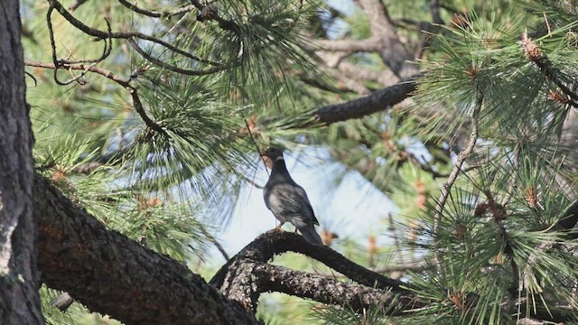 Band-tailed Pigeon - ML621876190