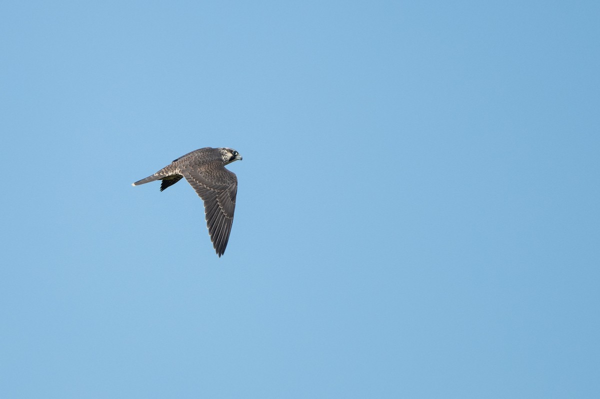 Peregrine Falcon - ML621876236