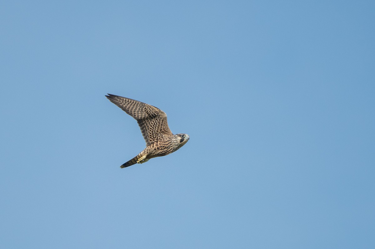 Peregrine Falcon - ML621876245