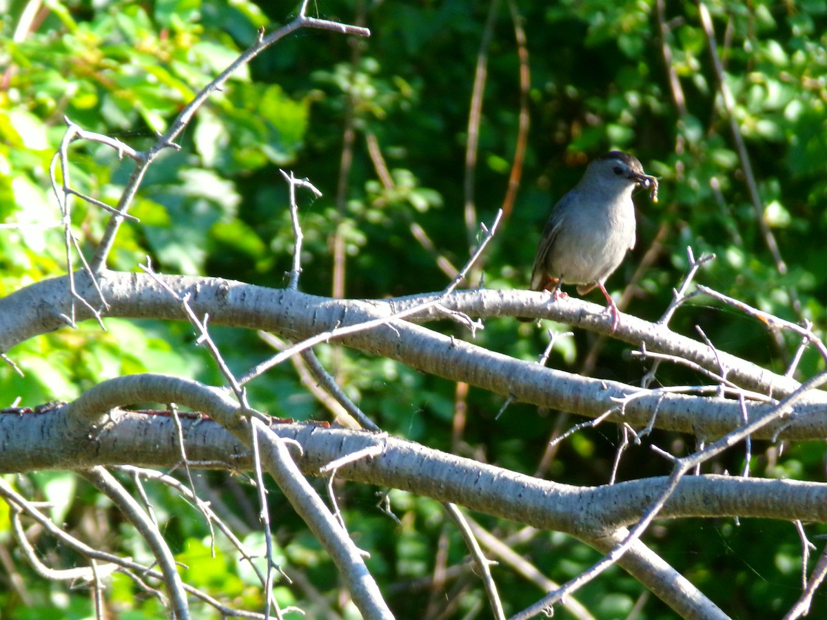 Gray Catbird - ML621876310