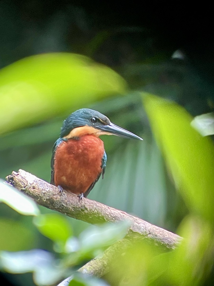 Green-and-rufous Kingfisher - ML621876334