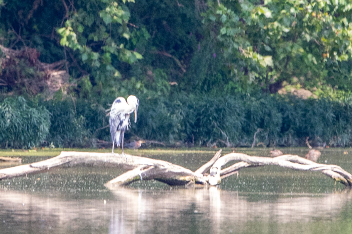 Green Heron - ML621876335