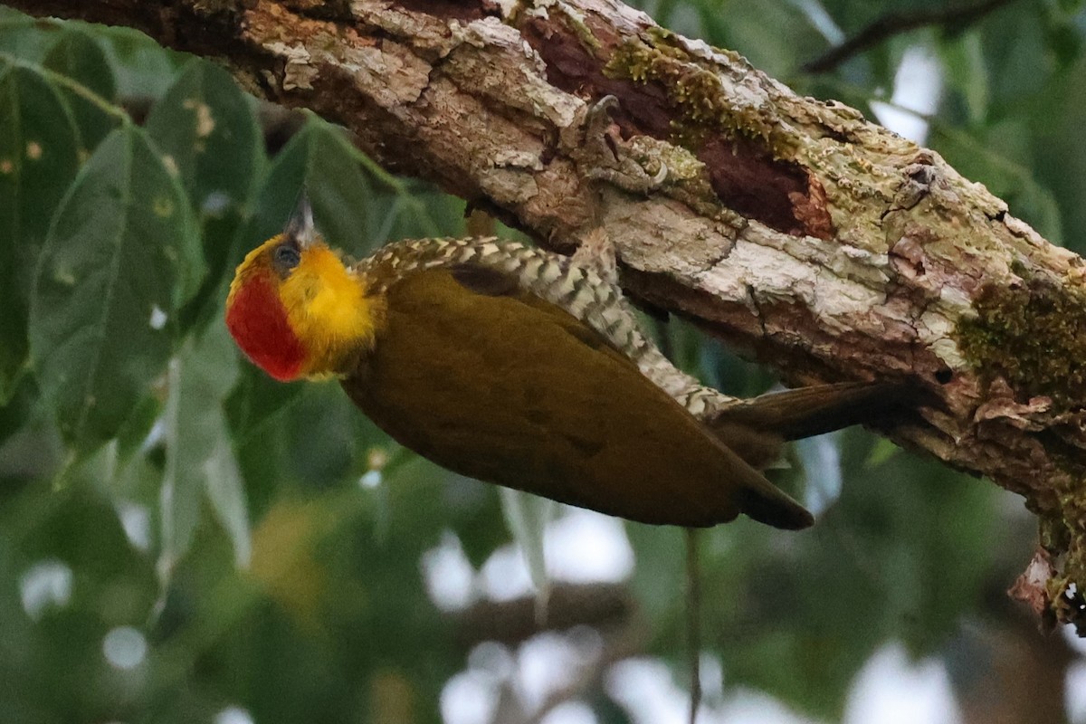 Yellow-throated Woodpecker - ML621876340