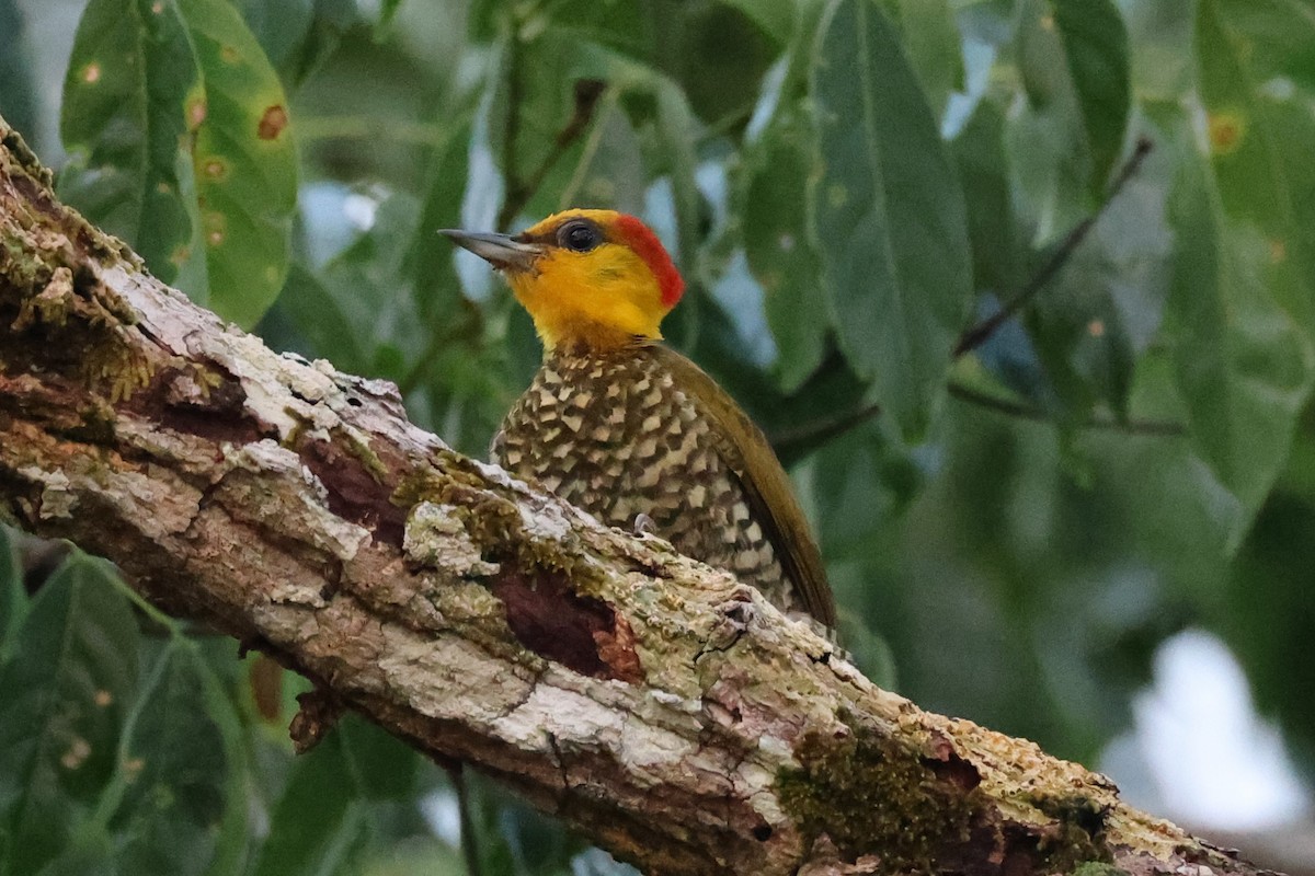 Yellow-throated Woodpecker - ML621876341