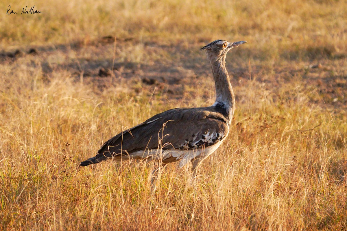 Kori Bustard - ML621876360