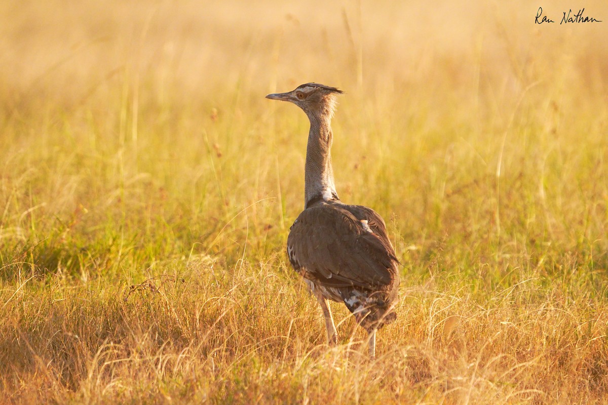 Kori Bustard - ML621876361