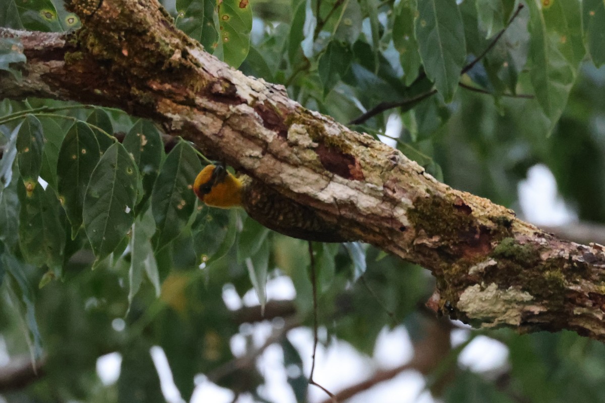 Yellow-throated Woodpecker - ML621876368