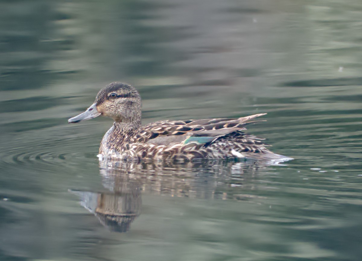 Green-winged Teal - ML621876369