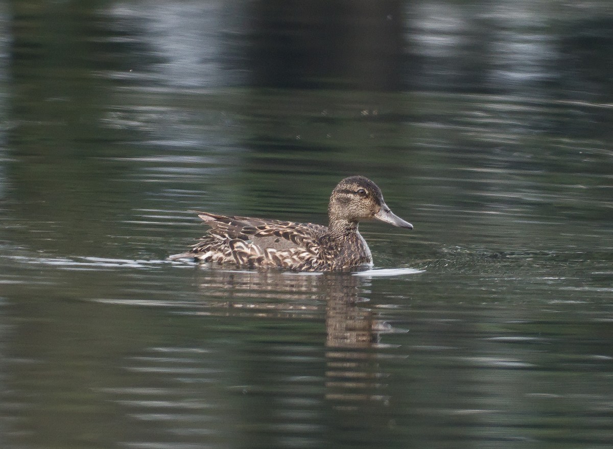 Green-winged Teal - ML621876370