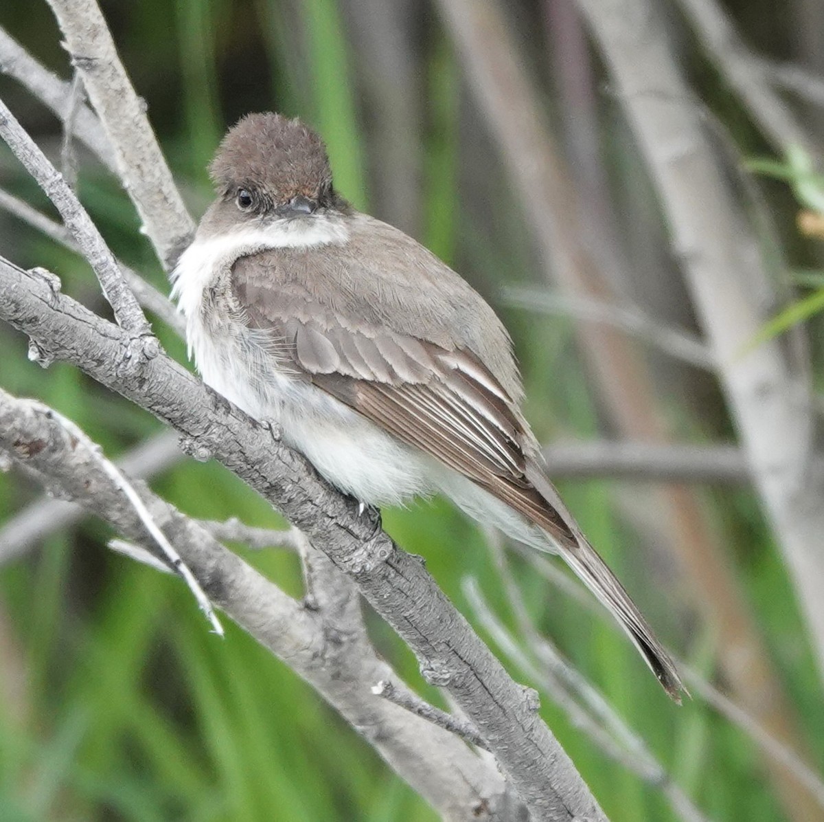 Eastern Phoebe - ML621876380