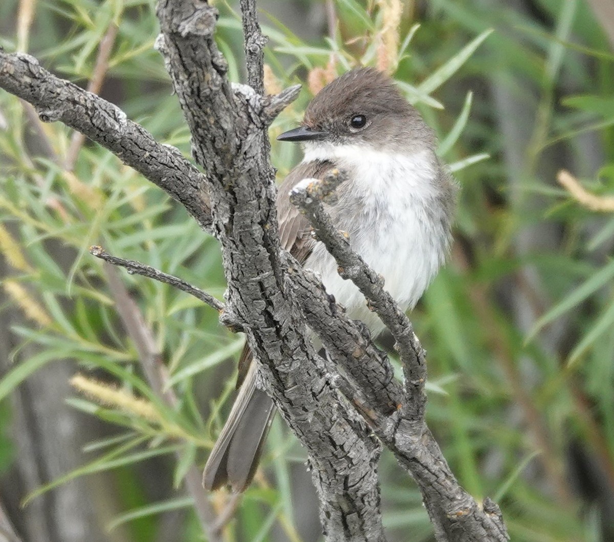 Eastern Phoebe - ML621876381