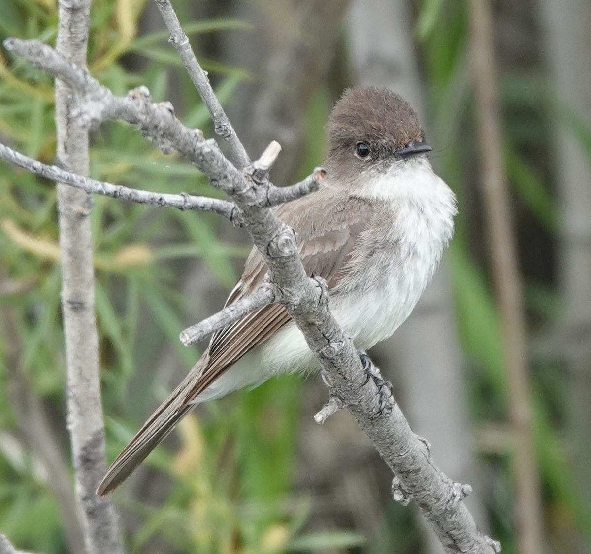 Eastern Phoebe - ML621876383