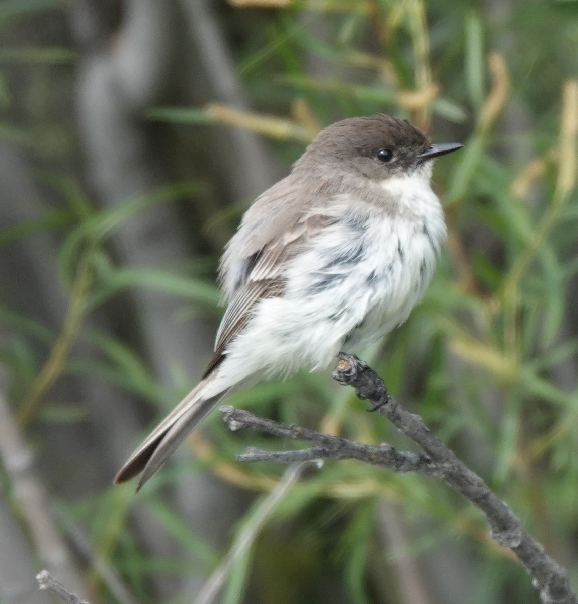 Eastern Phoebe - ML621876387