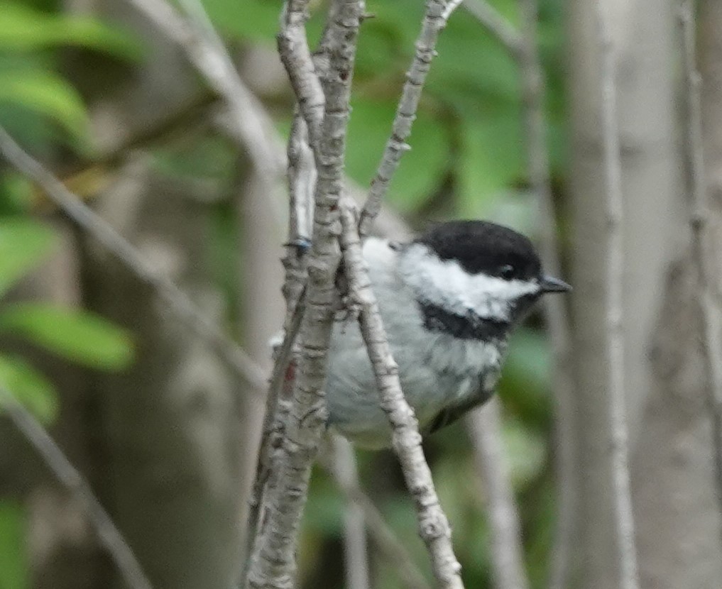 Black-capped Chickadee - ML621876389