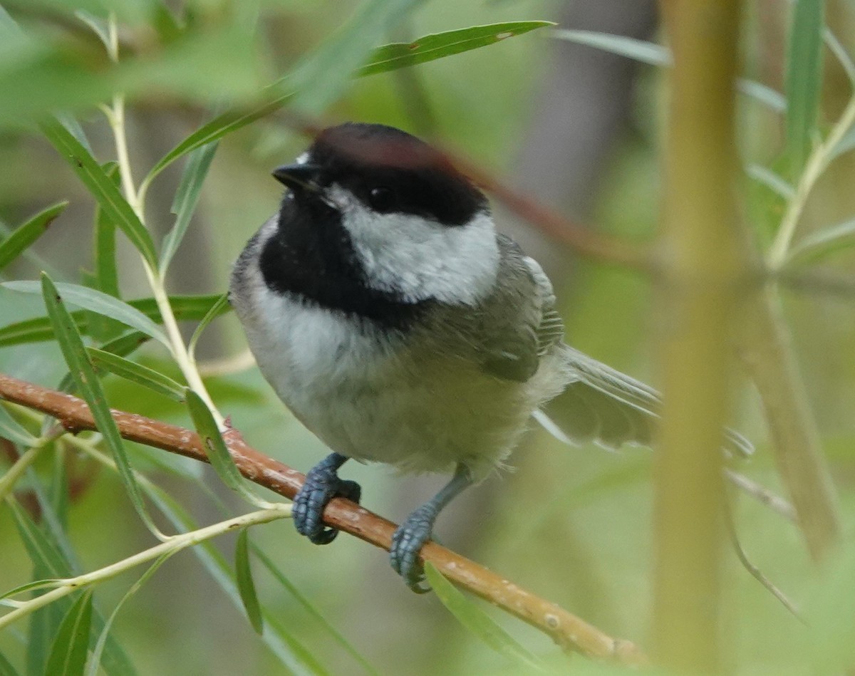 Black-capped Chickadee - ML621876390