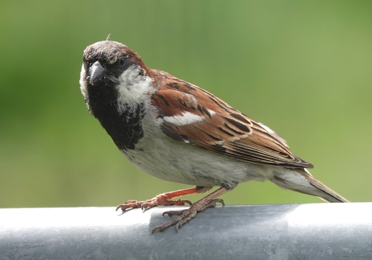 House Sparrow - ML621876396