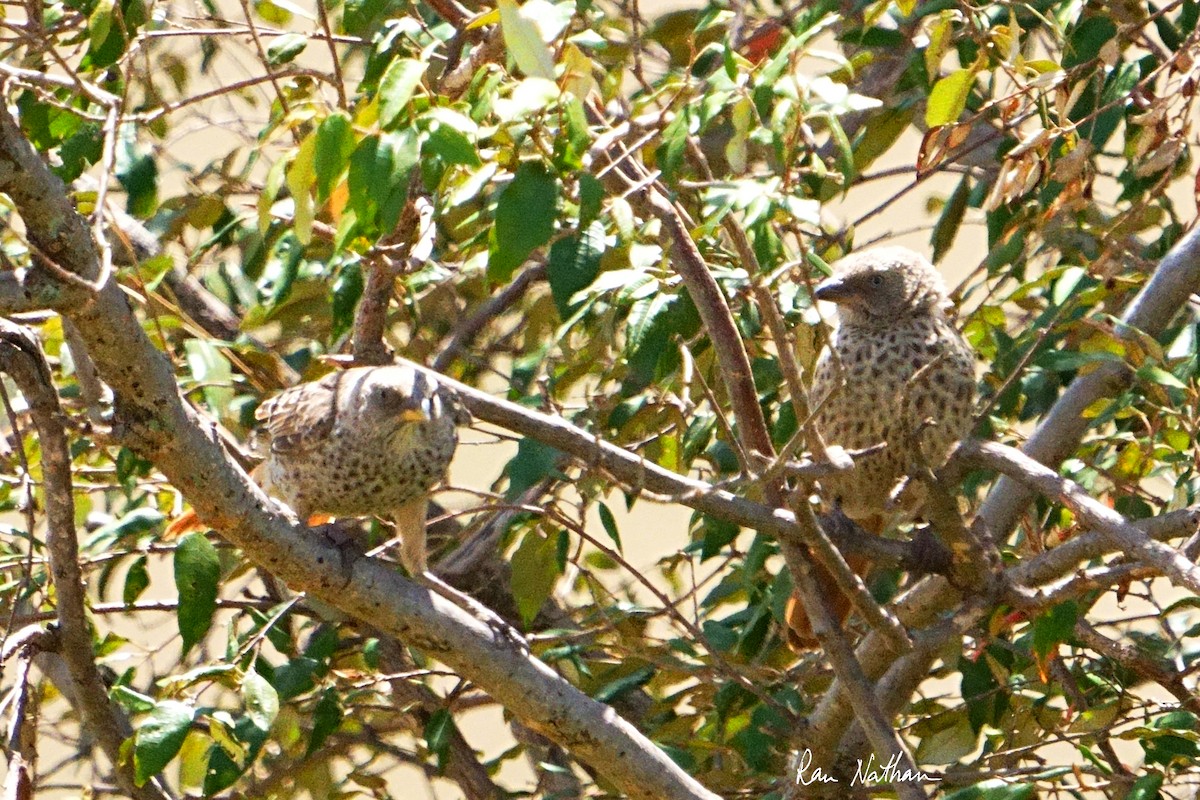 Rufous-tailed Weaver - ML621876447