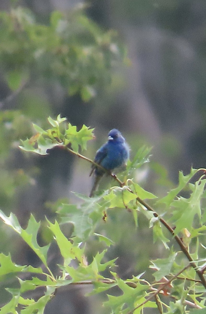 Blue Grosbeak - ML621876453