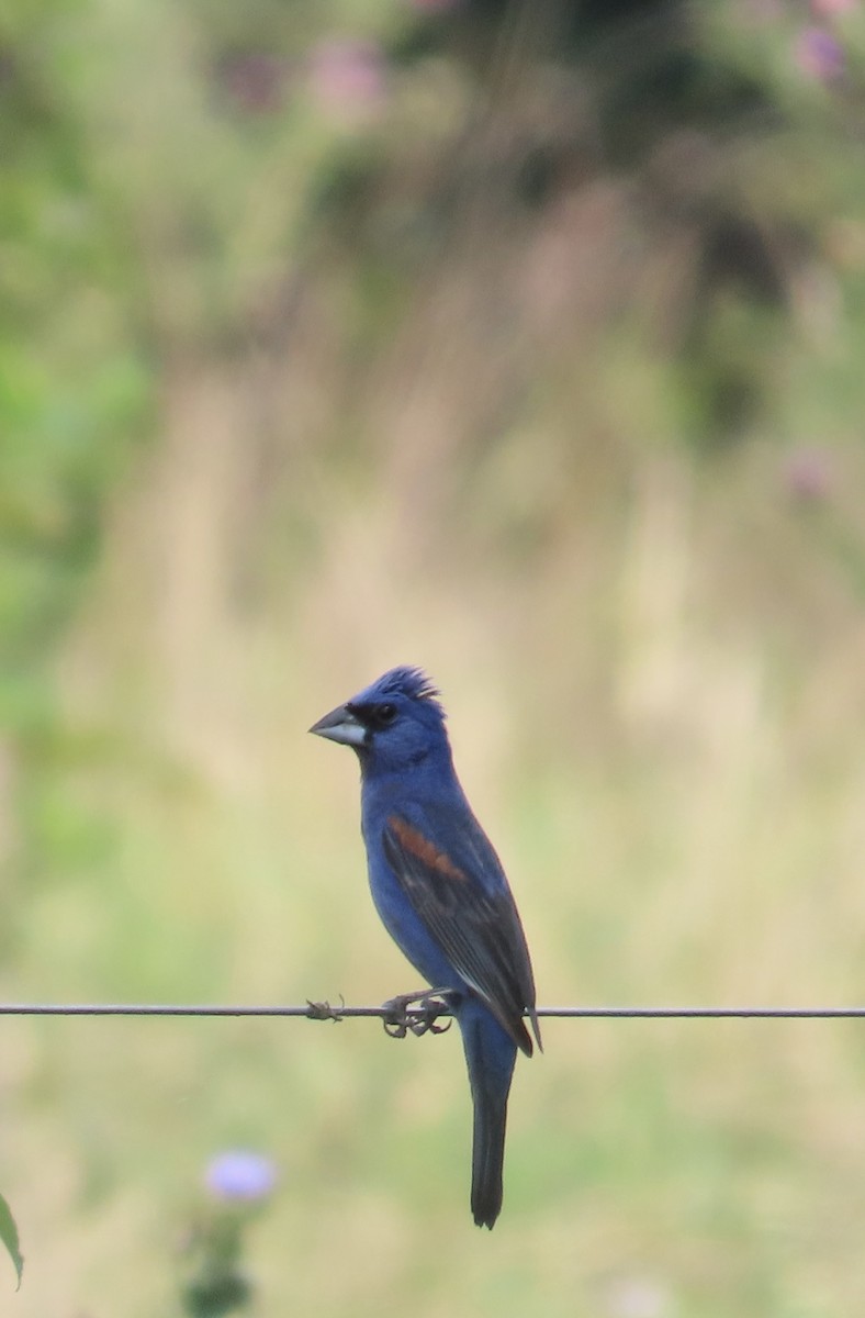 Blue Grosbeak - ML621876454