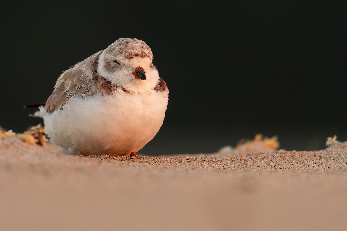 Piping Plover - ML621876455