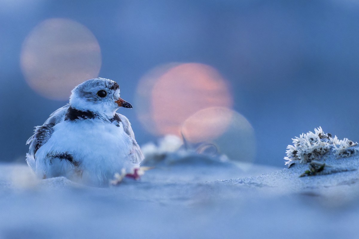 Piping Plover - ML621876456